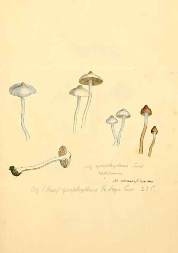 Reproducción/Reproduction 8229390611: Coloured figures of English fungi or mushrooms.. London,Printed by J. Davis,1797-[1809]
