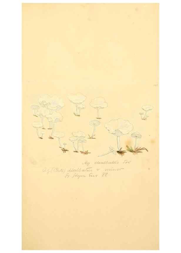 Reproducción/Reproduction 8229390239: Coloured figures of English fungi or mushrooms.. London,Printed by J. Davis,1797-[1809]