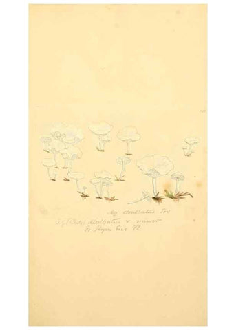 Reproducción/Reproduction 8229390239: Coloured figures of English fungi or mushrooms.. London,Printed by J. Davis,1797-[1809]