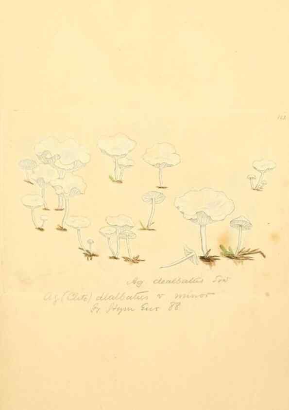 Reproducción/Reproduction 8229390239: Coloured figures of English fungi or mushrooms.. London,Printed by J. Davis,1797-[1809]