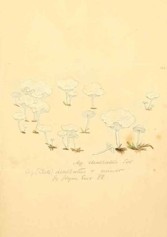 Reproducción/Reproduction 8229390239: Coloured figures of English fungi or mushrooms.. London,Printed by J. Davis,1797-[1809]