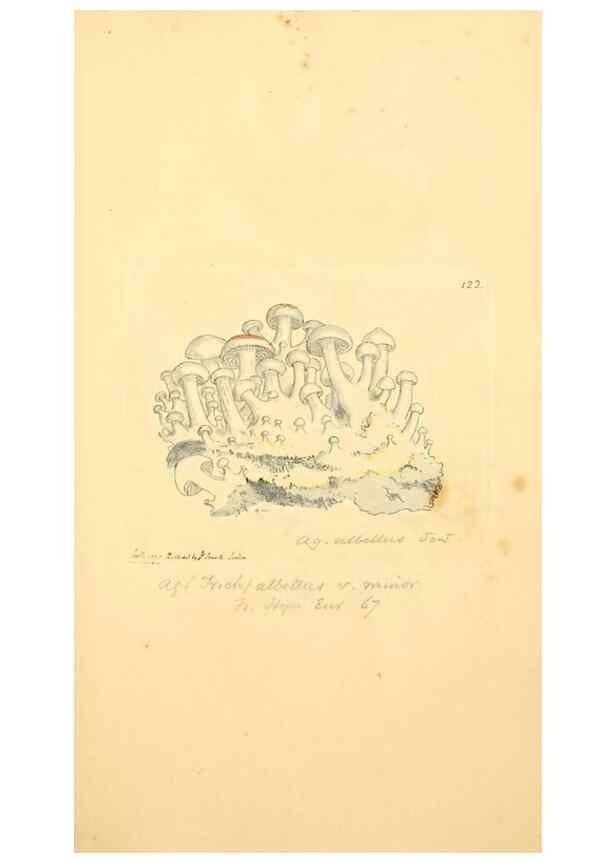 Reproducción/Reproduction 8230455232: Coloured figures of English fungi or mushrooms.. London,Printed by J. Davis,1797-[1809]