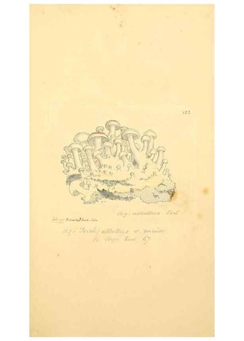 Reproducción/Reproduction 8230455232: Coloured figures of English fungi or mushrooms.. London,Printed by J. Davis,1797-[1809]