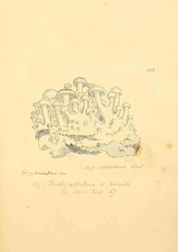 Reproducción/Reproduction 8230455232: Coloured figures of English fungi or mushrooms.. London,Printed by J. Davis,1797-[1809]