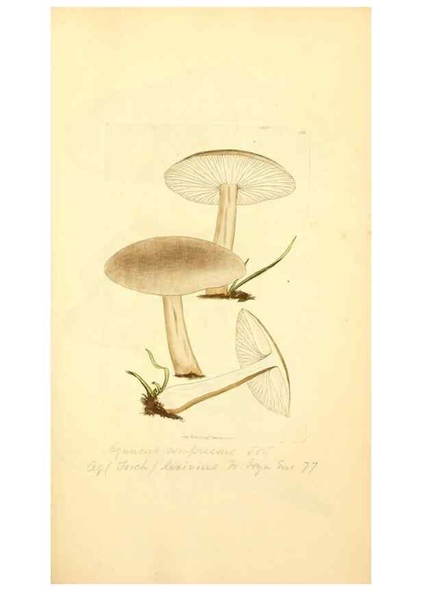 Reproducción/Reproduction 8229362783: Coloured figures of English fungi or mushrooms.. London,Printed by J. Davis,1797-[1809]