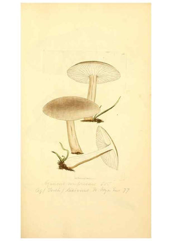 Reproducción/Reproduction 8229362783: Coloured figures of English fungi or mushrooms.. London,Printed by J. Davis,1797-[1809]