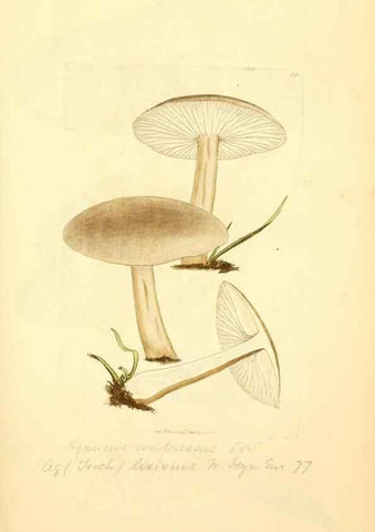 Reproducción/Reproduction 8229362783: Coloured figures of English fungi or mushrooms.. London,Printed by J. Davis,1797-[1809]