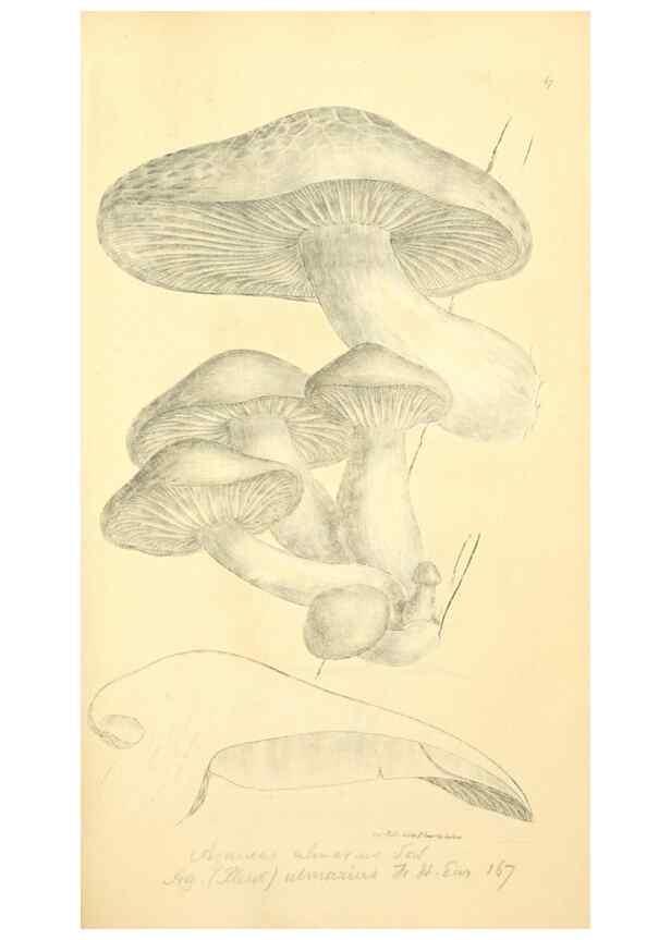 Reproducción/Reproduction 8229363261: Coloured figures of English fungi or mushrooms.. London,Printed by J. Davis,1797-[1809]