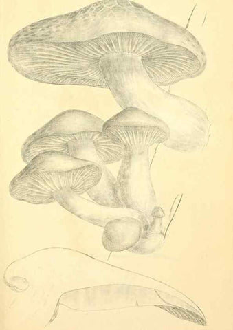 Reproducción/Reproduction 8229363261: Coloured figures of English fungi or mushrooms.. London,Printed by J. Davis,1797-[1809]