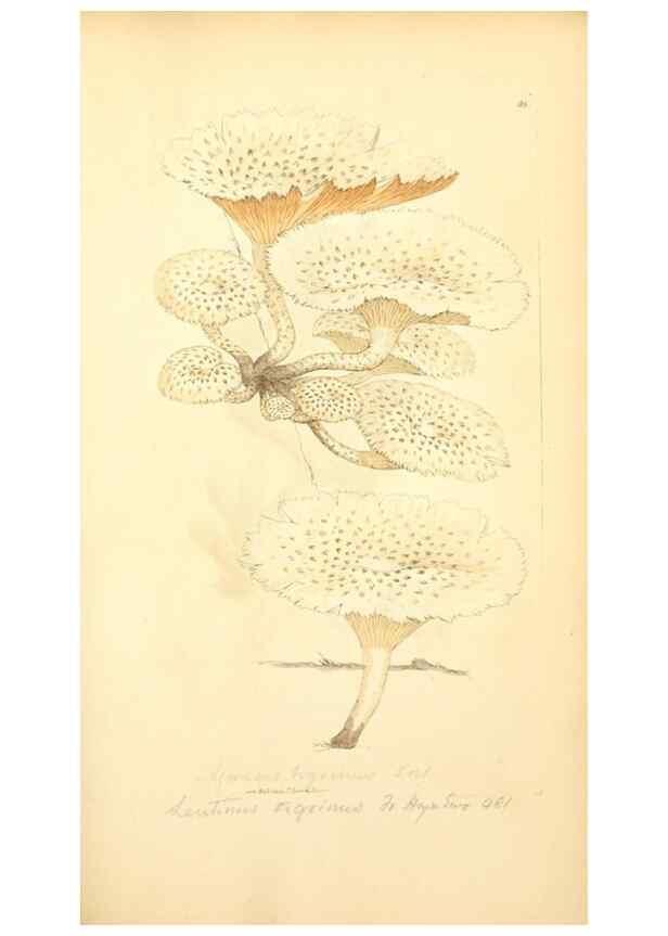 Reproducción/Reproduction 8230429134: Coloured figures of English fungi or mushrooms.. London,Printed by J. Davis,1797-[1809]