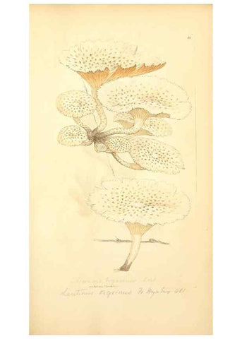 Reproducción/Reproduction 8230429134: Coloured figures of English fungi or mushrooms.. London,Printed by J. Davis,1797-[1809]