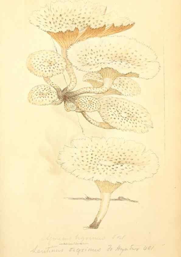 Reproducción/Reproduction 8230429134: Coloured figures of English fungi or mushrooms.. London,Printed by J. Davis,1797-[1809]