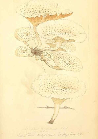 Reproducción/Reproduction 8230429134: Coloured figures of English fungi or mushrooms.. London,Printed by J. Davis,1797-[1809]