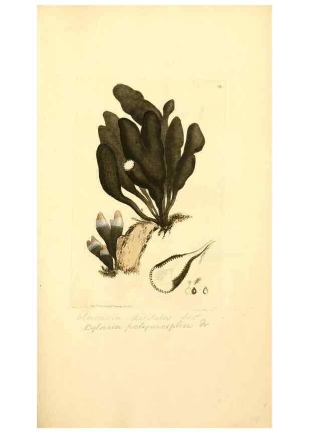 Reproducción/Reproduction 8230429672: Coloured figures of English fungi or mushrooms.. London,Printed by J. Davis,1797-[1809]