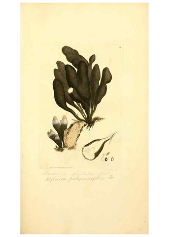 Reproducción/Reproduction 8230429672: Coloured figures of English fungi or mushrooms.. London,Printed by J. Davis,1797-[1809]