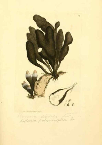Reproducción/Reproduction 8230429672: Coloured figures of English fungi or mushrooms.. London,Printed by J. Davis,1797-[1809]