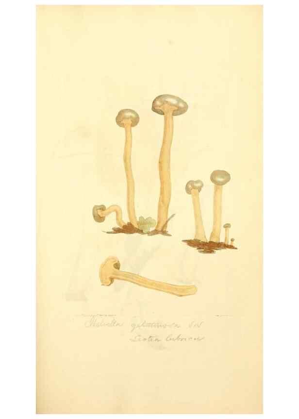 Reproducción/Reproduction 8230430312: Coloured figures of English fungi or mushrooms.. London,Printed by J. Davis,1797-[1809]