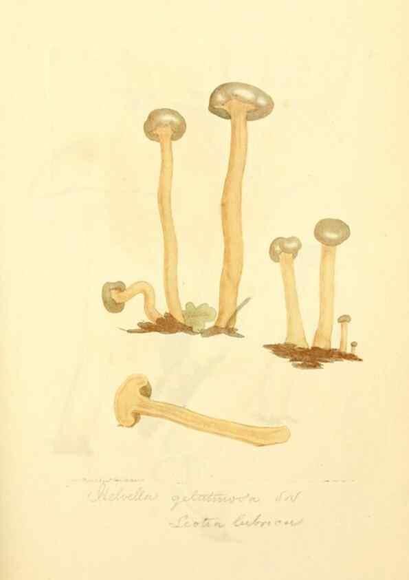 Reproducción/Reproduction 8230430312: Coloured figures of English fungi or mushrooms.. London,Printed by J. Davis,1797-[1809]