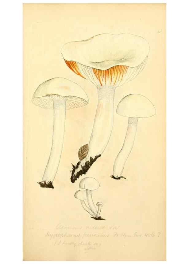 Reproducción/Reproduction 8229365543: Coloured figures of English fungi or mushrooms.. London,Printed by J. Davis,1797-[1809]
