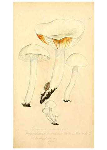 Reproducción/Reproduction 8229365543: Coloured figures of English fungi or mushrooms.. London,Printed by J. Davis,1797-[1809]