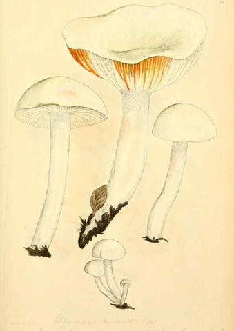 Reproducción/Reproduction 8229365543: Coloured figures of English fungi or mushrooms.. London,Printed by J. Davis,1797-[1809]