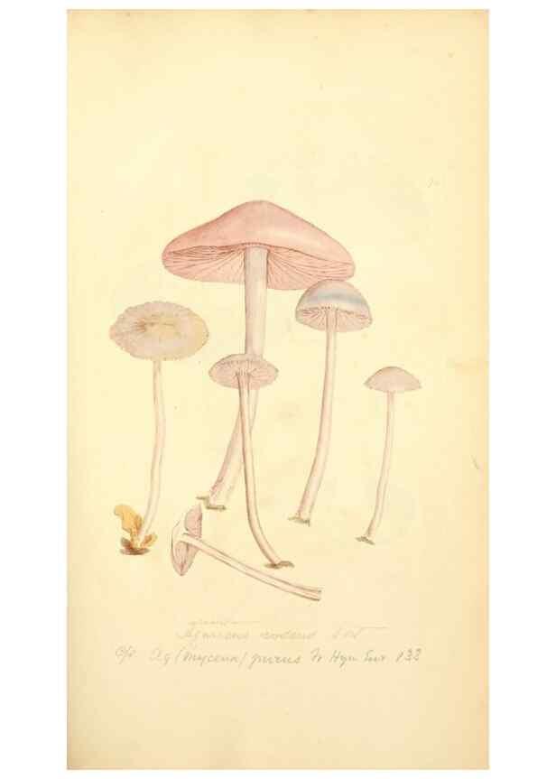 Reproducción/Reproduction 8230431478: Coloured figures of English fungi or mushrooms.. London,Printed by J. Davis,1797-[1809]
