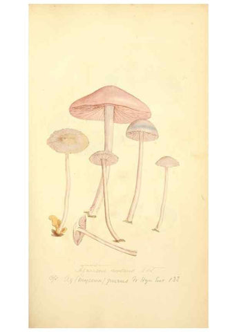 Reproducción/Reproduction 8230431478: Coloured figures of English fungi or mushrooms.. London,Printed by J. Davis,1797-[1809]