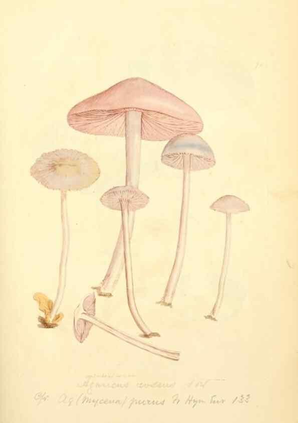 Reproducción/Reproduction 8230431478: Coloured figures of English fungi or mushrooms.. London,Printed by J. Davis,1797-[1809]