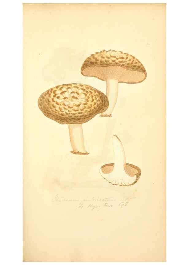 Reproducción/Reproduction 8229366707: Coloured figures of English fungi or mushrooms.. London,Printed by J. Davis,1797-[1809]