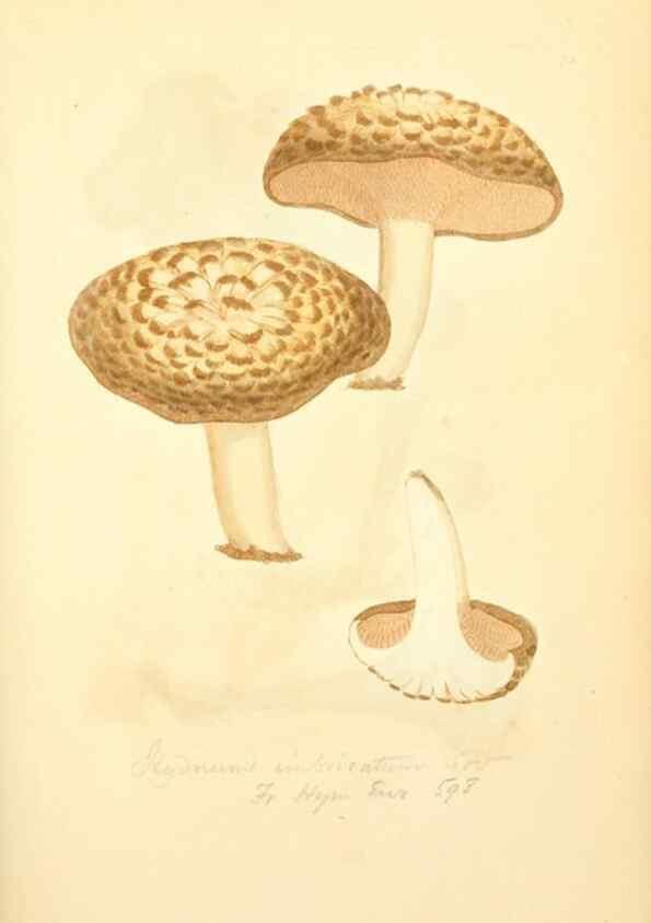 Reproducción/Reproduction 8229366707: Coloured figures of English fungi or mushrooms.. London,Printed by J. Davis,1797-[1809]