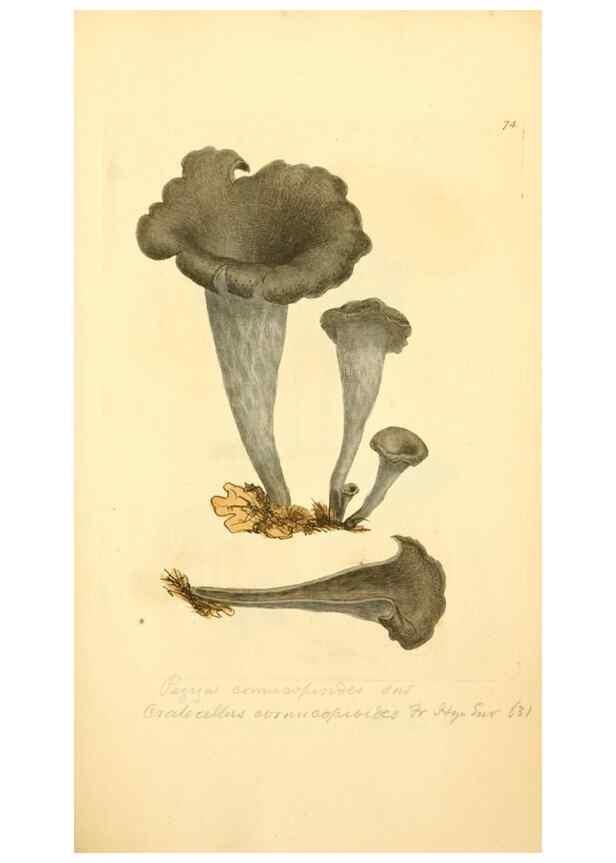 Reproducción/Reproduction 8229367175: Coloured figures of English fungi or mushrooms.. London,Printed by J. Davis,1797-[1809]