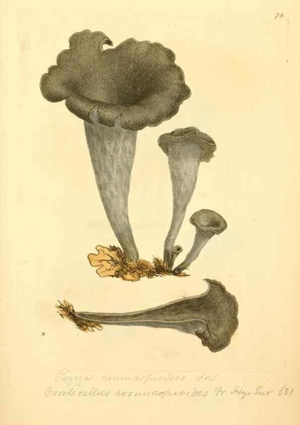 Reproducción/Reproduction 8229367175: Coloured figures of English fungi or mushrooms.. London,Printed by J. Davis,1797-[1809]