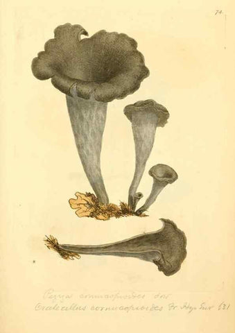 Reproducción/Reproduction 8229367175: Coloured figures of English fungi or mushrooms.. London,Printed by J. Davis,1797-[1809]
