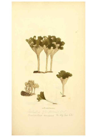 Reproducción/Reproduction 8230432732: Coloured figures of English fungi or mushrooms.. London,Printed by J. Davis,1797-[1809]