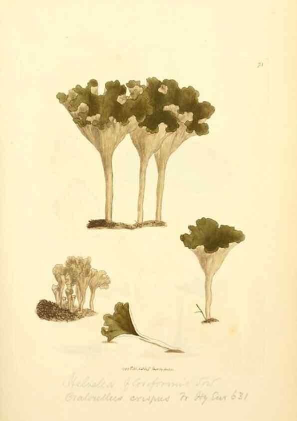 Reproducción/Reproduction 8230432732: Coloured figures of English fungi or mushrooms.. London,Printed by J. Davis,1797-[1809]