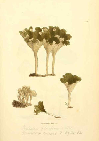 Reproducción/Reproduction 8230432732: Coloured figures of English fungi or mushrooms.. London,Printed by J. Davis,1797-[1809]