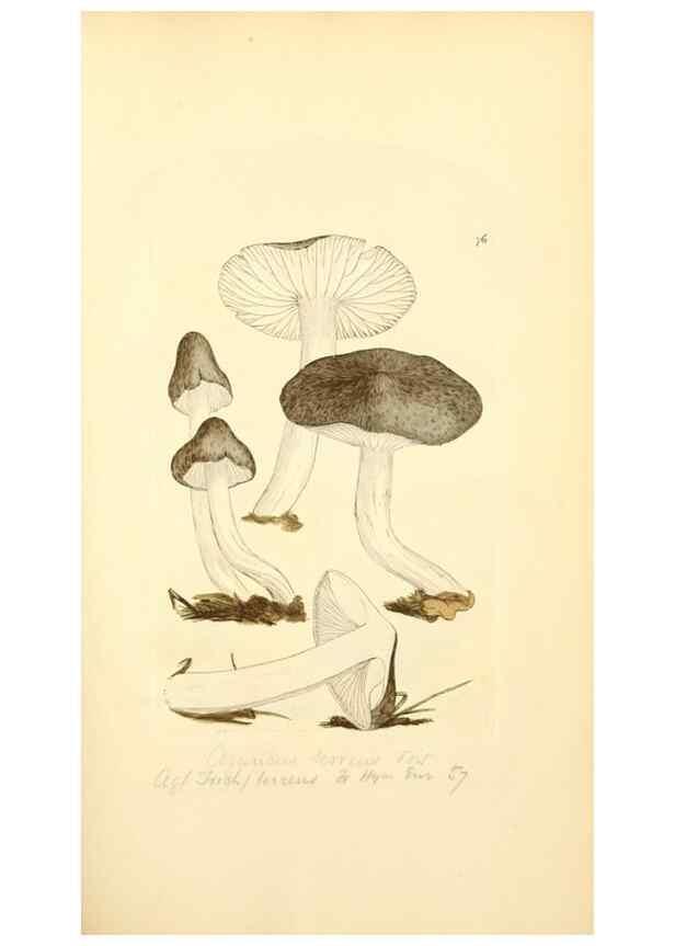 Reproducción/Reproduction 8230433158: Coloured figures of English fungi or mushrooms.. London,Printed by J. Davis,1797-[1809]