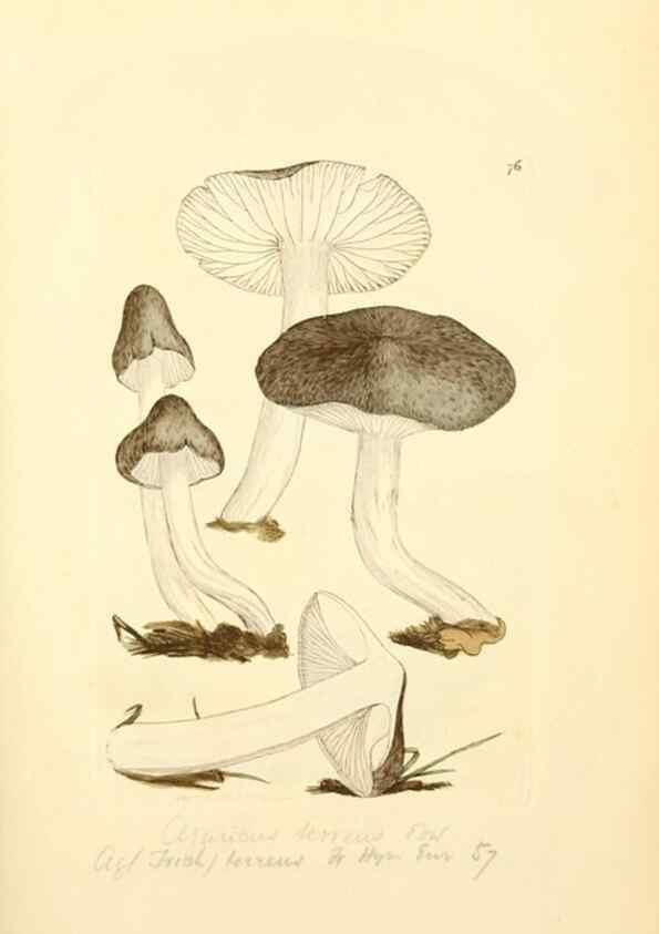 Reproducción/Reproduction 8230433158: Coloured figures of English fungi or mushrooms.. London,Printed by J. Davis,1797-[1809]
