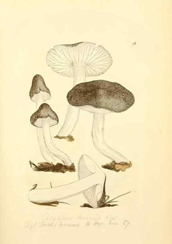 Reproducción/Reproduction 8230433158: Coloured figures of English fungi or mushrooms.. London,Printed by J. Davis,1797-[1809]