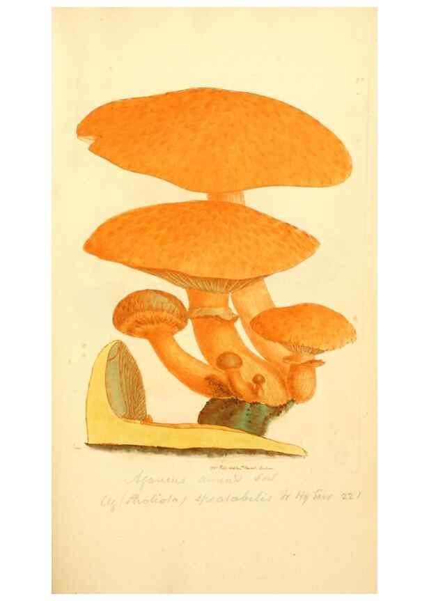 Reproducción/Reproduction 8230433570: Coloured figures of English fungi or mushrooms.. London,Printed by J. Davis,1797-[1809]
