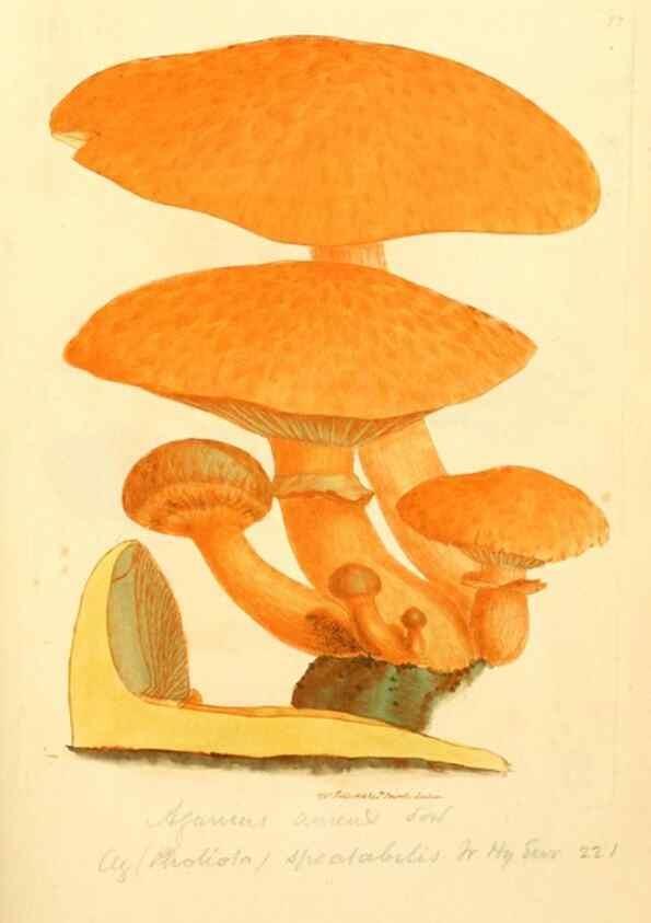 Reproducción/Reproduction 8230433570: Coloured figures of English fungi or mushrooms.. London,Printed by J. Davis,1797-[1809]