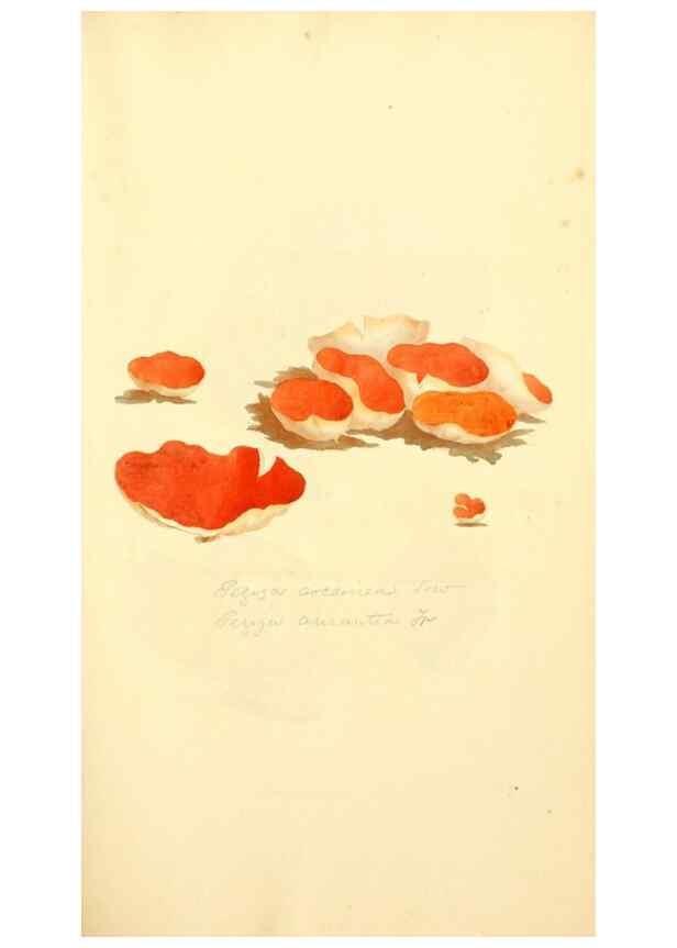 Reproducción/Reproduction 8230433976: Coloured figures of English fungi or mushrooms.. London,Printed by J. Davis,1797-[1809]