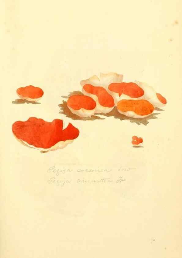 Reproducción/Reproduction 8230433976: Coloured figures of English fungi or mushrooms.. London,Printed by J. Davis,1797-[1809]