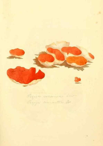 Reproducción/Reproduction 8230433976: Coloured figures of English fungi or mushrooms.. London,Printed by J. Davis,1797-[1809]
