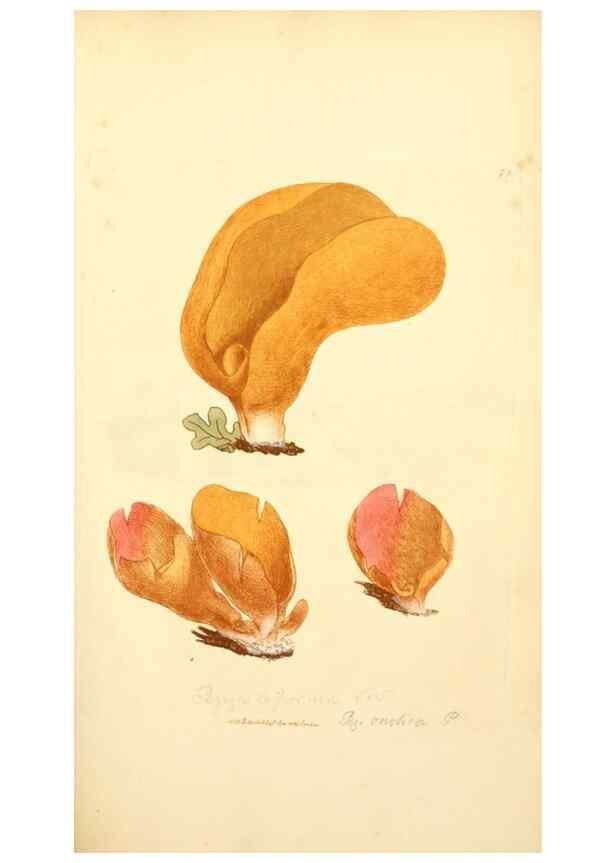 Reproducción/Reproduction 8230434380: Coloured figures of English fungi or mushrooms.. London,Printed by J. Davis,1797-[1809]