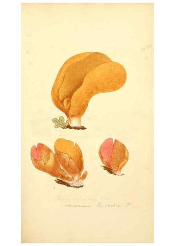 Reproducción/Reproduction 8230434380: Coloured figures of English fungi or mushrooms.. London,Printed by J. Davis,1797-[1809]
