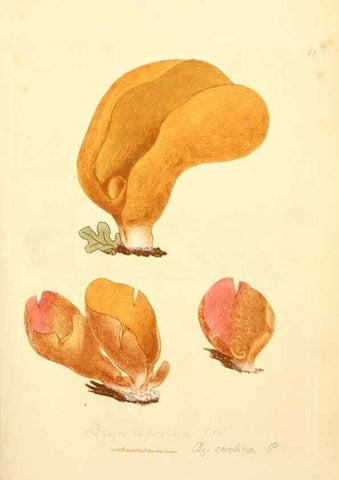 Reproducción/Reproduction 8230434380: Coloured figures of English fungi or mushrooms.. London,Printed by J. Davis,1797-[1809]