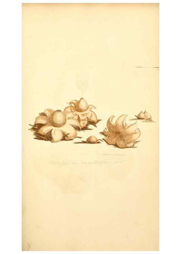 Reproducción/Reproduction 8230434732: Coloured figures of English fungi or mushrooms.. London,Printed by J. Davis,1797-[1809]