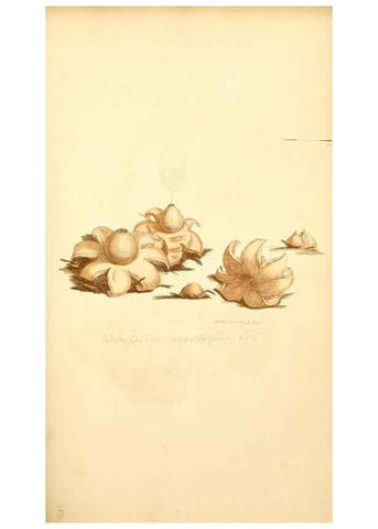 Reproducción/Reproduction 8230434732: Coloured figures of English fungi or mushrooms.. London,Printed by J. Davis,1797-[1809]