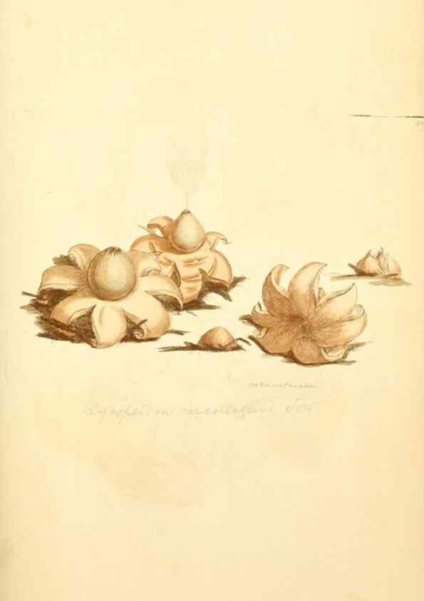 Reproducción/Reproduction 8230434732: Coloured figures of English fungi or mushrooms.. London,Printed by J. Davis,1797-[1809]